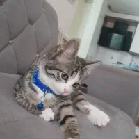 واگذاری رایگان