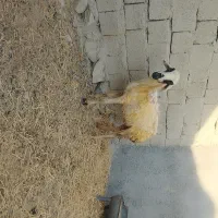 یک عدد میش|حیوانات مزرعه|بندرعباس, |دیوار