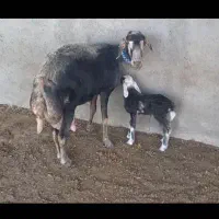 میش آبستن