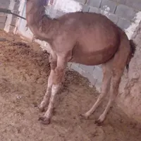شتر