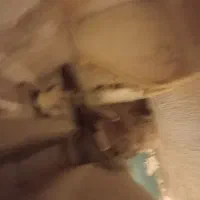 فروش‌۳عدد.خرگوش..