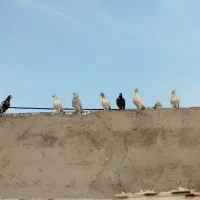 کبوترپرشی|پرنده|فین, |دیوار