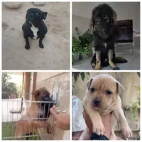 چندقلاده سگ بالغ و توله غذا خور