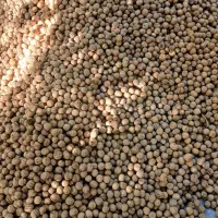 گردو پوست کاغذی درجه ۱