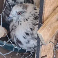 گم شده|حیوانات|تهران, سلسبیل جنوبی|دیوار