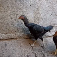 خروس محلی و مرغ لاری هندیجان|حیوانات مزرعه|هندیجان, |دیوار