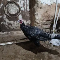 تعدادی مرغ بوقلمون ماده