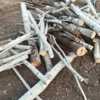 خرید درخت چوب در دپو ومحل