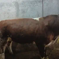 گاو گوشتی|حیوانات مزرعه|تیکمه داش, |دیوار