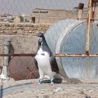 شهری|پرنده|شیراز, وحدت|دیوار