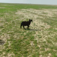 بره ماده|حیوانات مزرعه|امیدیه, |دیوار