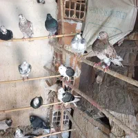 آسمان خراش|پرنده|مینودشت, |دیوار