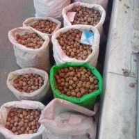 گردو همدان|خوردنی و آشامیدنی|قم, حاج زینل|دیوار