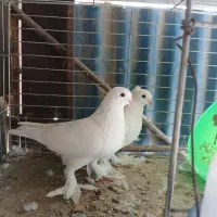 یک جفت سفیدودوکت نر