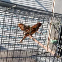 قناری دارچینی سوخته