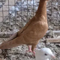 جوجه سار وپلنگ وزرد|پرنده|بیرجند, |دیوار