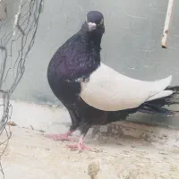 ماده سینه ای جوان تازه ۱۰بند شده|پرنده|بهبهان, |دیوار