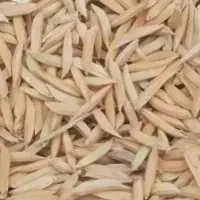 بذر شالی فجر