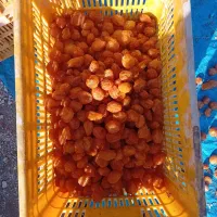 فروش عمده الو بخارا درجه یک زرد ومشکی|خوردنی و آشامیدنی|بوانات, |دیوار