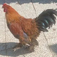 خروس پاپر