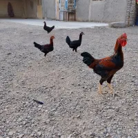 جوجه شوروه ای محلی|حیوانات مزرعه|هیرمند, |دیوار