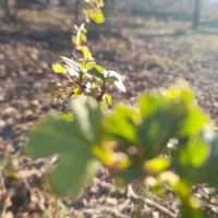 آبگرمکن دیواری بوتان