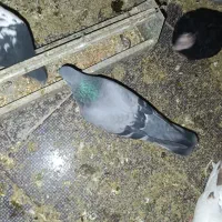 کبوتر|پرنده|رباطکریم, رباطکریم|دیوار