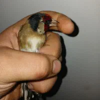 سهره سیاه سر طوق دار