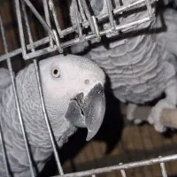 کاسگو کنگو دم‌قرمز|پرنده|گلستان (تهران), |دیوار