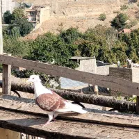 ۴عددگراف کاکلی ماده