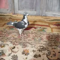 پلنگ پرستویی پلاکی نر
