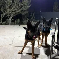 سگ ژرمن|سگ|چهاردانگه (تهران), |دیوار