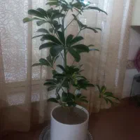 رهن و اجاره منزل مسکونی ویلایی