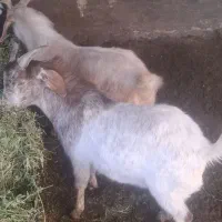 دوعدد بزقاله