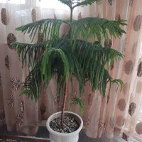 گل طبقه ای سرسبز