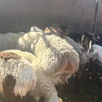 بره نره مناسب تخم و کشتار|حیوانات مزرعه|جلگه ماژان, |دیوار