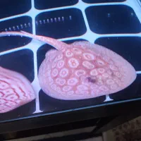 سفره ماهی پرل البینو ردرابی