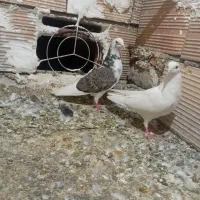 کبوتر کفترتهرانی