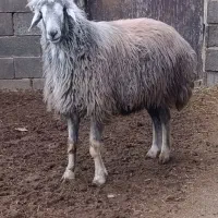 قوچ سبزافشاری