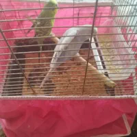 دوتامرغ عشق باقفس