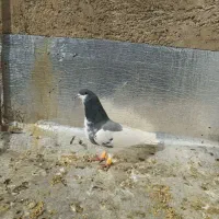 کبوتر یال سبز نر گلدار