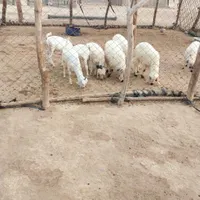 چندعددبره وکهر|حیوانات مزرعه|بندرعباس, |دیوار