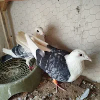 جفت گراف سیاه و هفت رنگ جوان آس|پرنده|مشهد, ولیعصر (شهرک غرب)|دیوار