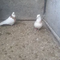 طوقی|پرنده|سبزوار, ایزی شهر|دیوار