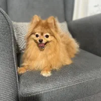 سگ پامرانین|سگ|رودسر, |دیوار