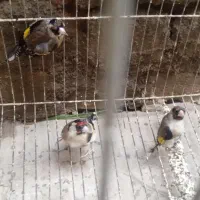 5عدد سره تولکی