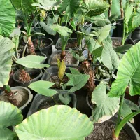 فروش گل و گیاه زینتی|گل و گیاه طبیعی|قدس, شهرقدس|دیوار