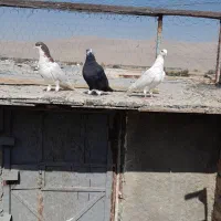 کفتر هوایی|پرنده|مرودشت, شهرک مهدیه|دیوار