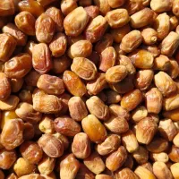 خرما زاهدی درجه یک مستقیم از کشاورز
