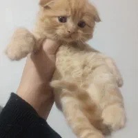 گربه|گربه|نیشابور, مدرس|دیوار